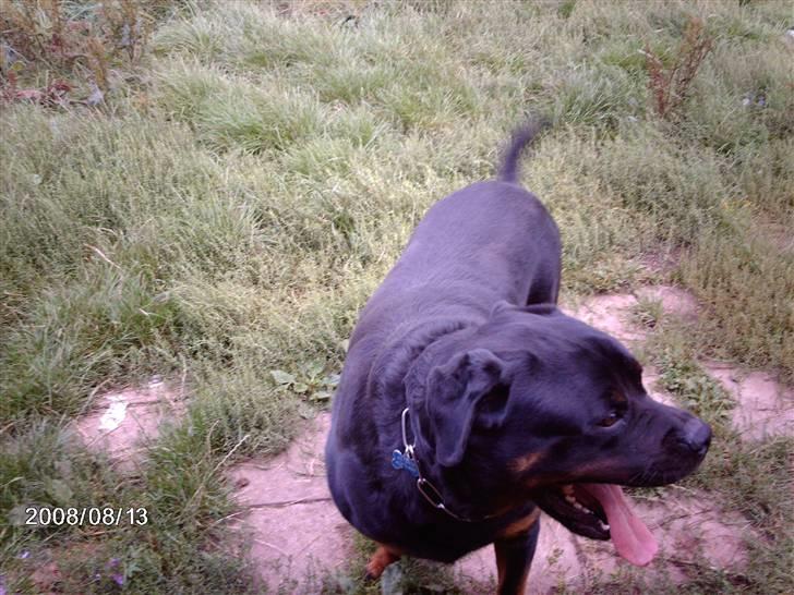 Rottweiler wappe billede 3