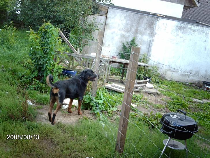 Rottweiler wappe billede 4