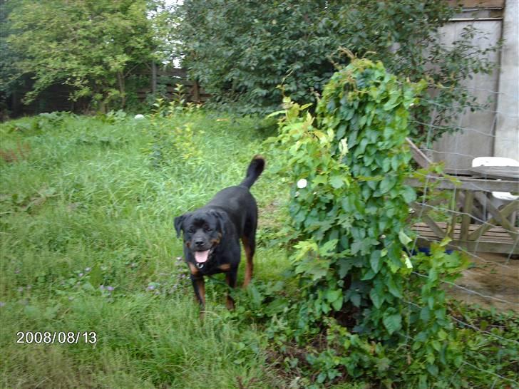 Rottweiler wappe billede 5