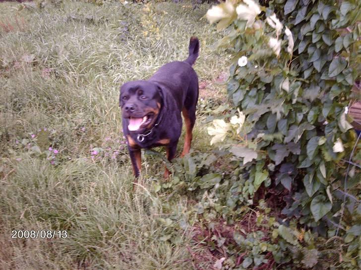 Rottweiler wappe billede 6