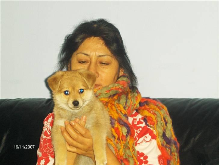 Blanding af racer Kenzo  - Hans første dag hjemm hos mig... Min mor var meget glad for ham...  billede 3