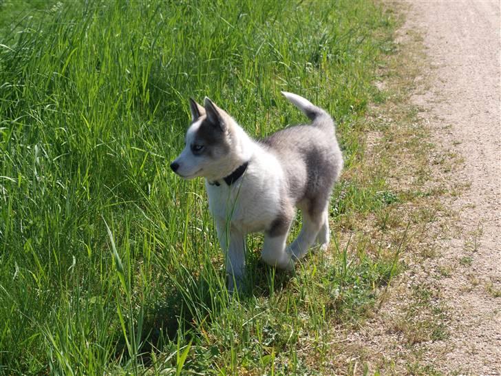 Siberian husky Lappland Dream Blaze billede 6