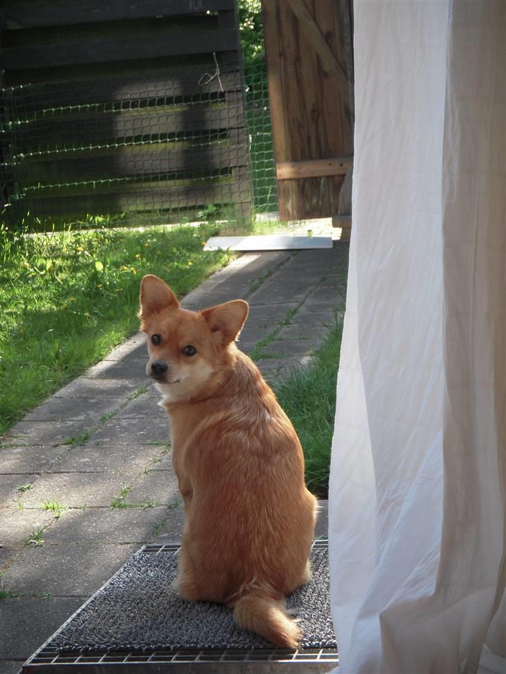 Blanding af racer Kenzo  - "Hey mor skal vi ikke gå ud i haven" billede 5