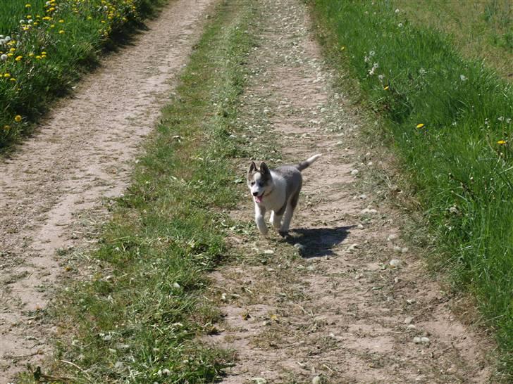 Siberian husky Lappland Dream Blaze billede 7