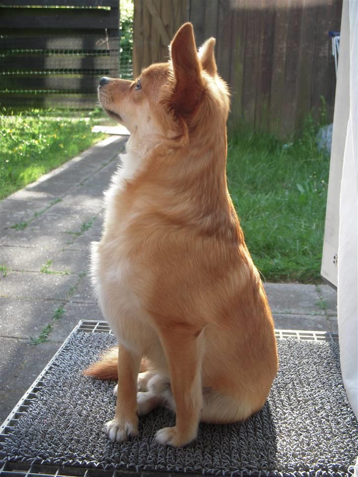 Blanding af racer Kenzo  billede 6