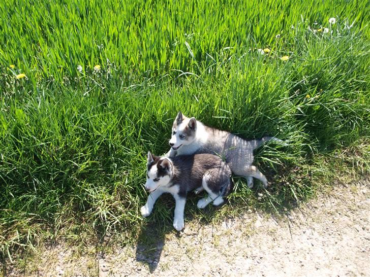 Siberian husky Lappland Dream Blaze billede 8