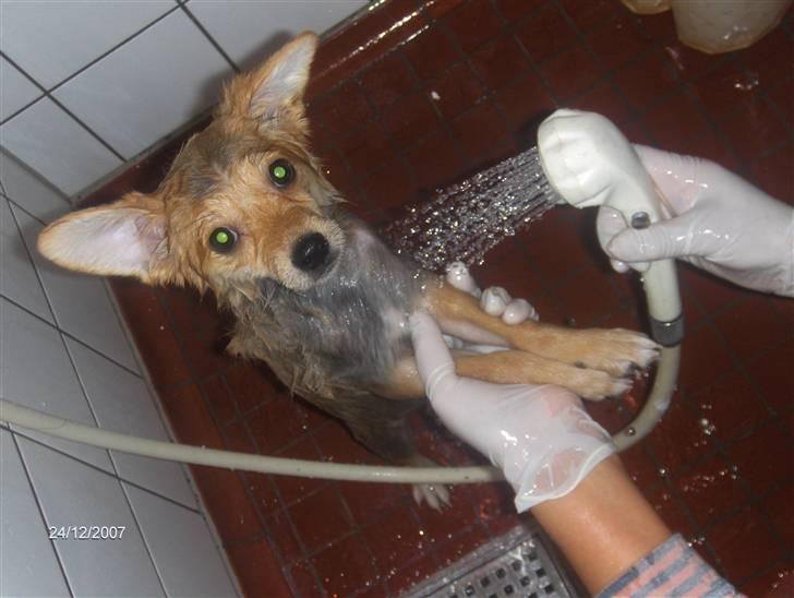 Blanding af racer Kenzo  - Mormor jeg vil ikke i bad ! billede 11