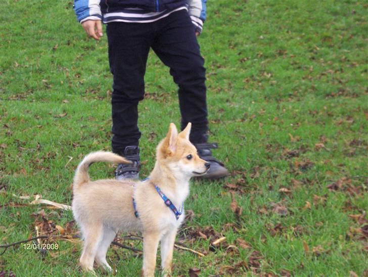 Blanding af racer Kenzo  billede 13