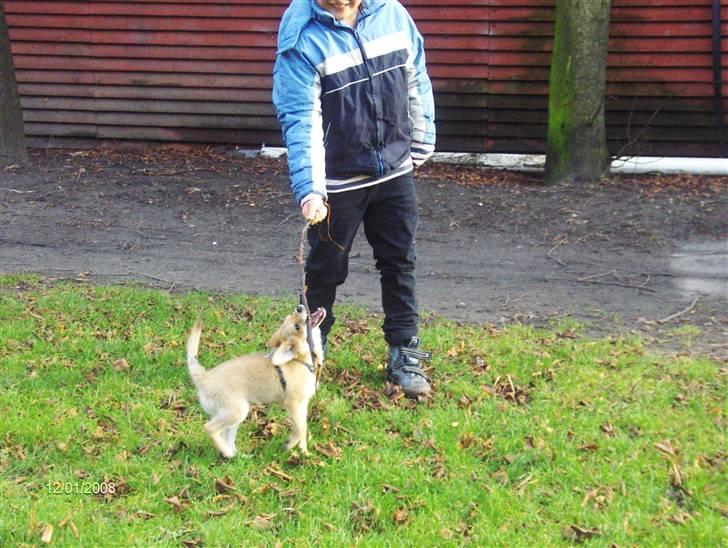 Blanding af racer Kenzo  - Det min pind ! billede 14