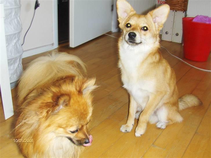 Blanding af racer Kenzo  - Mambo og Kenzo billede 15