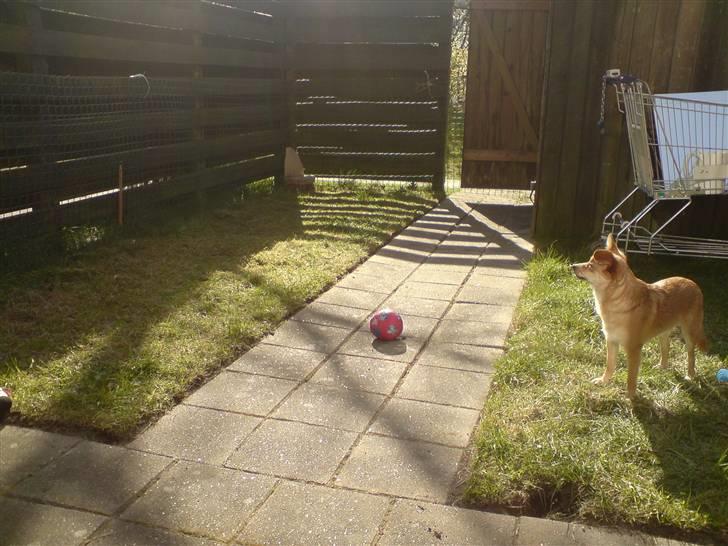 Blanding af racer Kenzo  billede 17