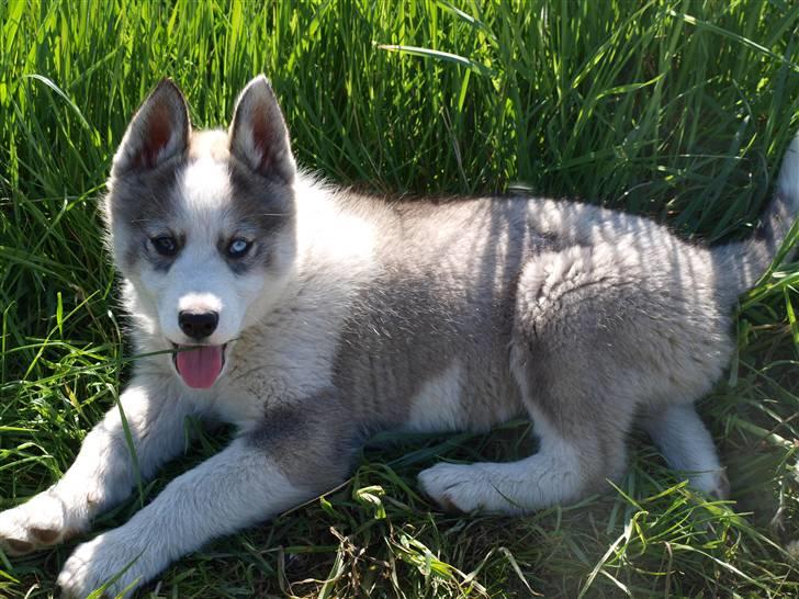 Siberian husky Lappland Dream Blaze billede 9