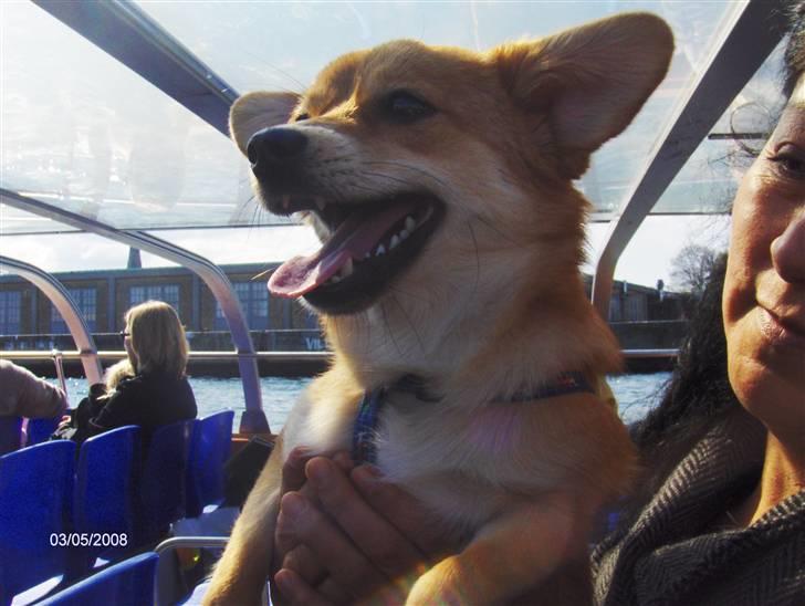 Blanding af racer Kenzo  - Mor jeg kan se den lille havfrue herfra!! billede 18