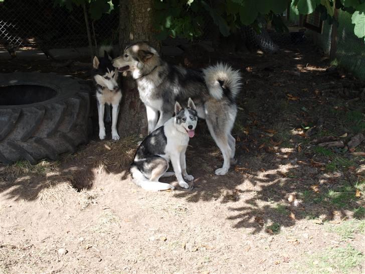 Siberian husky Lappland Dream Blaze billede 10