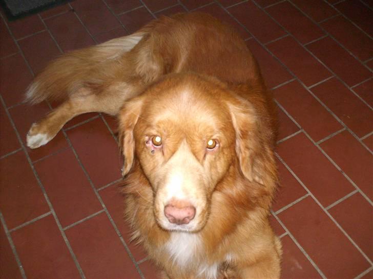 Nova scotia duck tolling retriever Sambi - Er jeg ikke lige til nusse billede 1