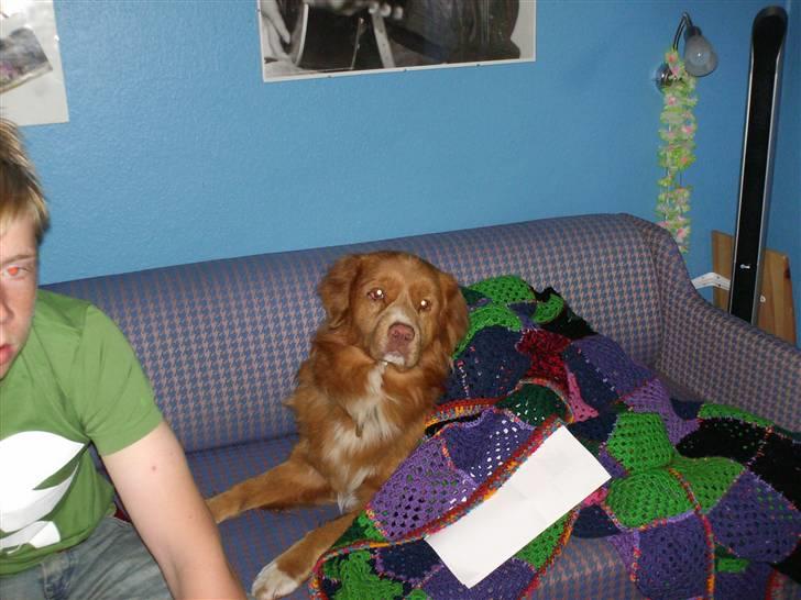 Nova scotia duck tolling retriever Sambi - Hvor er det hyggelig at ligge under tæppet ved min menneske storebror billede 2