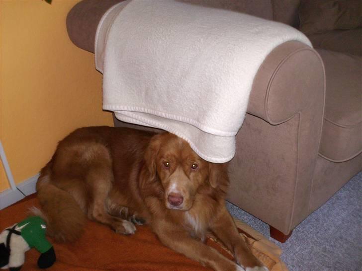 Nova scotia duck tolling retriever Sambi - Så har jeg lagt mig på min yndlingsplads i stuen billede 3