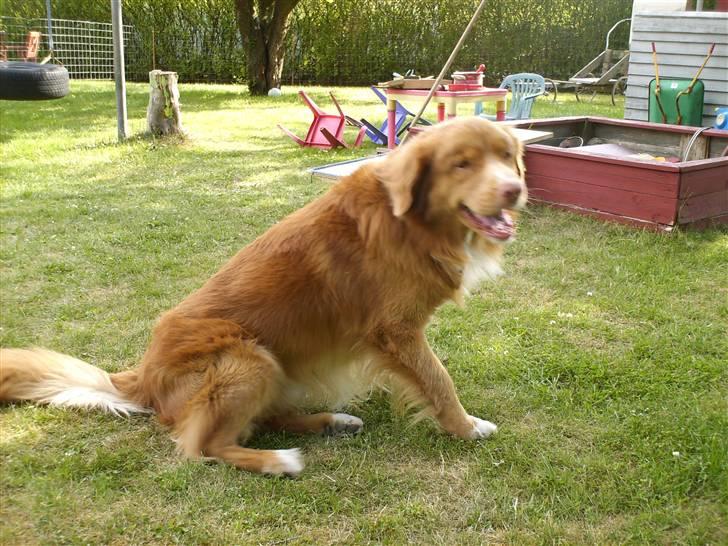 Nova scotia duck tolling retriever Sambi - Dejligt med noget sommervejr billede 4