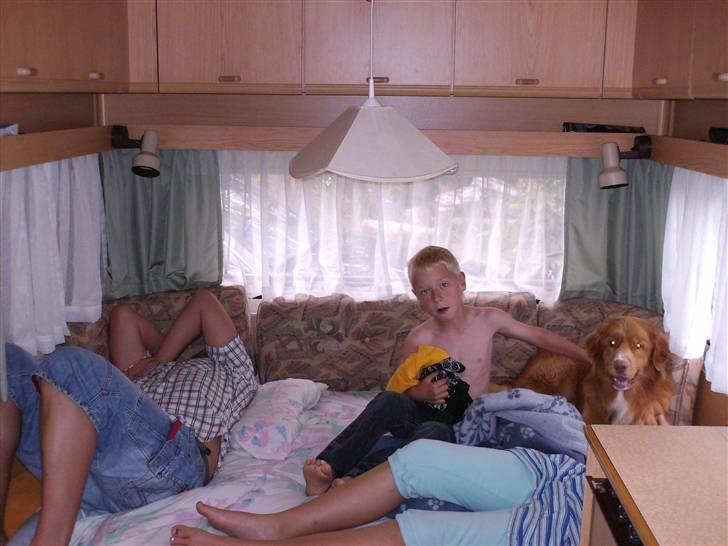 Nova scotia duck tolling retriever Sambi - Så er vi på ferie og der er lidt større frihed til mig, jeg må komme op og ligge på sengen, juhu billede 5