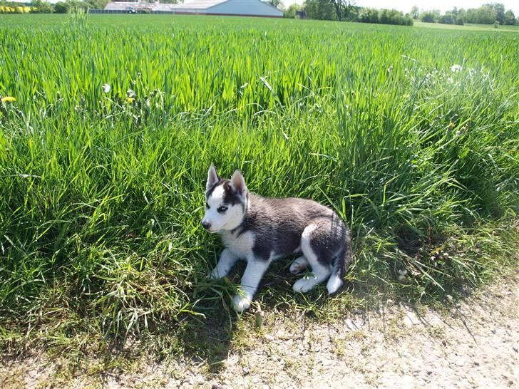 Siberian husky Lappland Dream Bandit billede 6