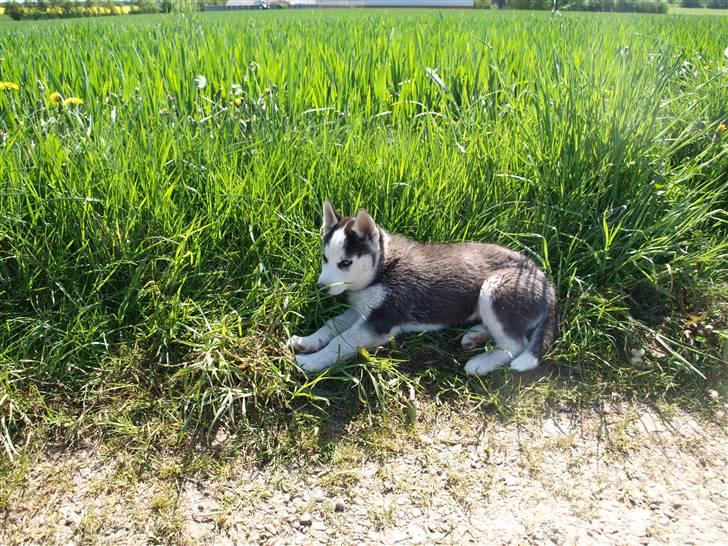Siberian husky Lappland Dream Bandit billede 7