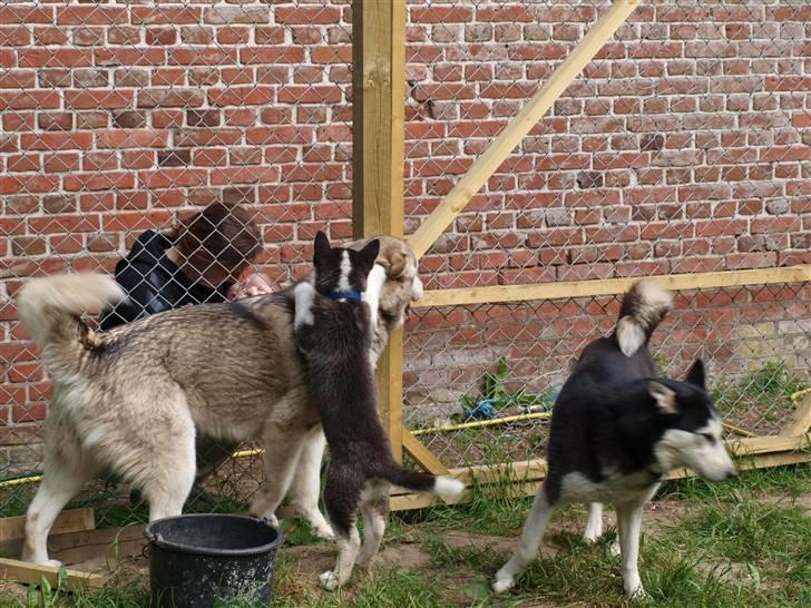 Siberian husky Lappland Dream Bandit billede 8