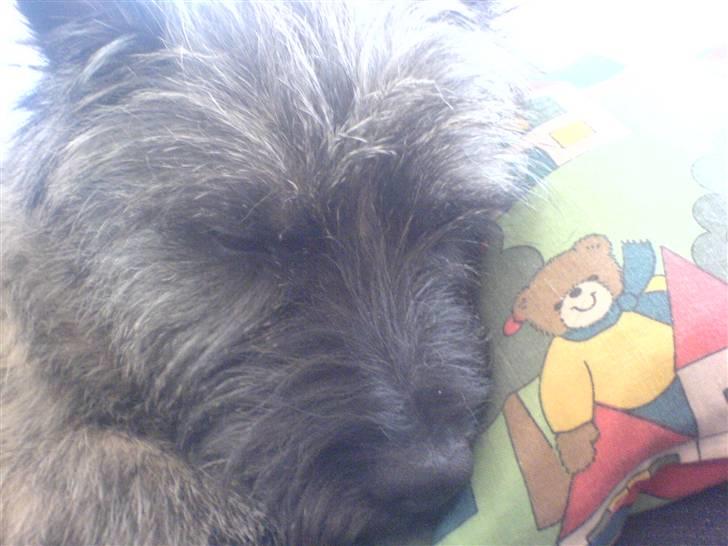 Cairn terrier Zeus billede 10