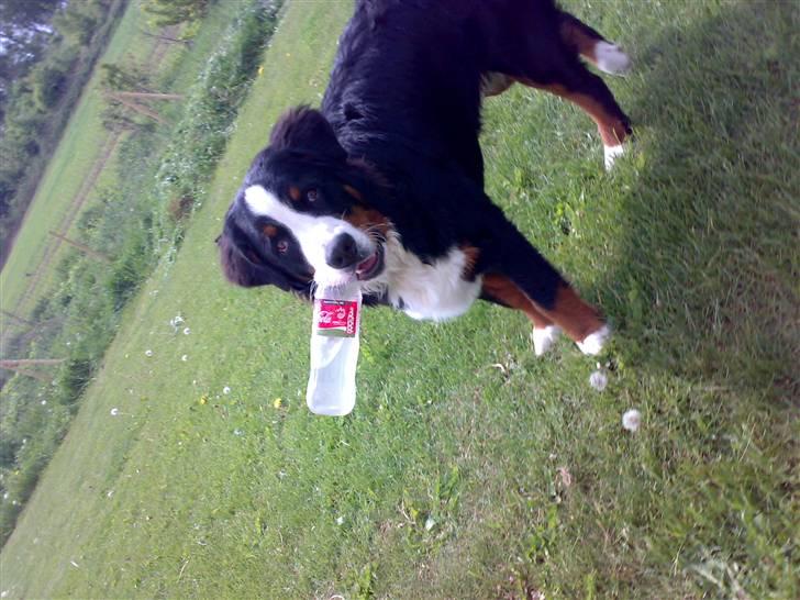 Berner sennenhund max billede 11