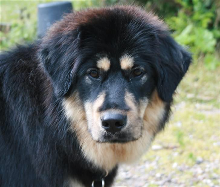 Tibetansk mastiff Himmelhund Tesla billede 5