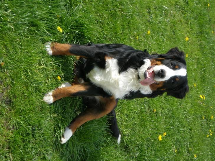 Berner sennenhund max billede 12