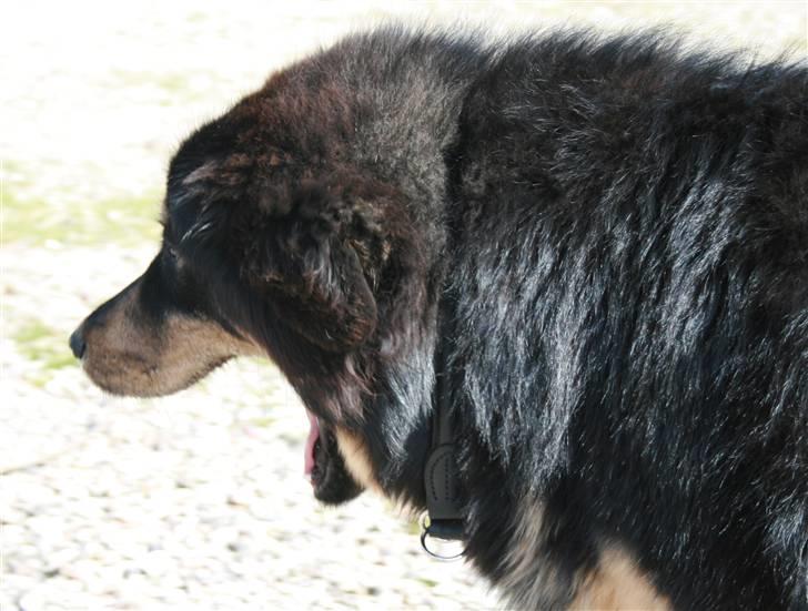 Tibetansk mastiff Himmelhund Tesla - Morgentræt....*Gaaaaab* billede 6