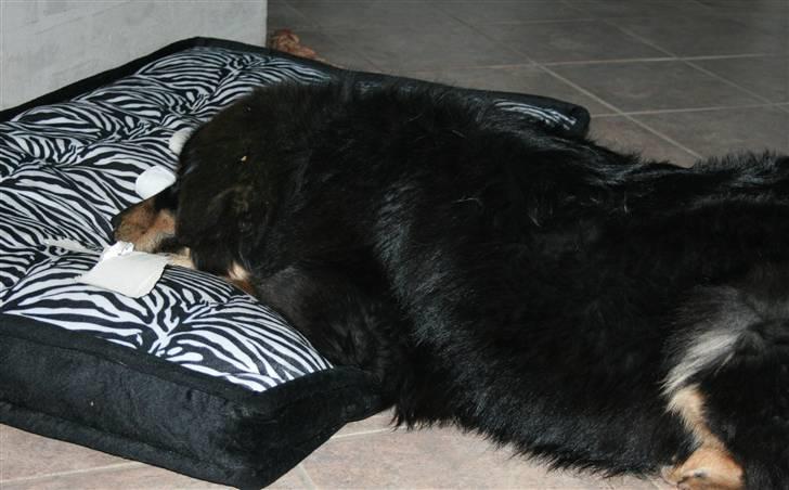 Tibetansk mastiff Himmelhund Tesla - Blev træt mid i arbejdet med at ødelægge toiletrullen...*GG* billede 7