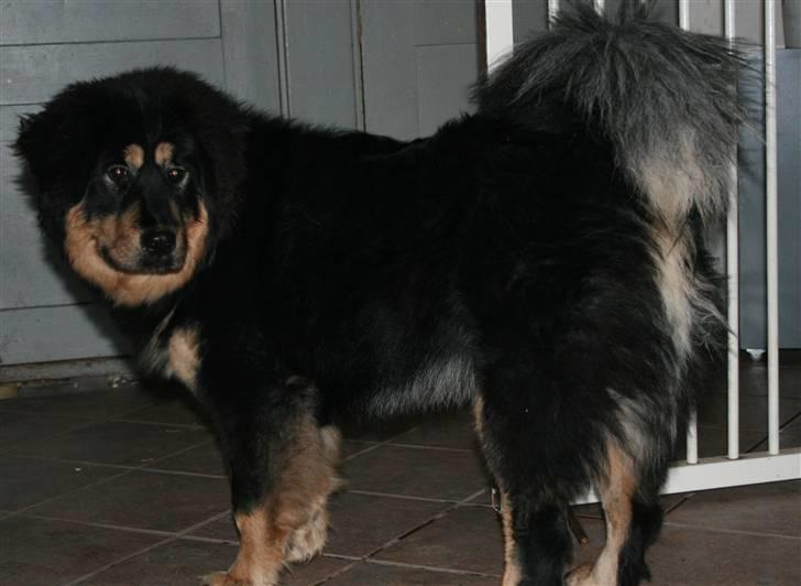 Tibetansk mastiff Himmelhund Tesla - Hvad laver du....? billede 8