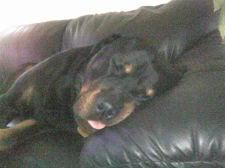 Rottweiler Christoff R.I.P - Drømmeland :) billede 9
