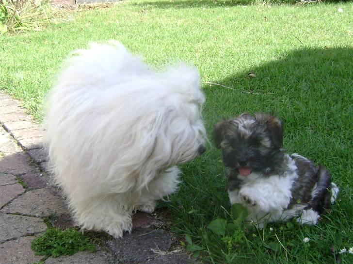 Bichon havanais Jabir's Danés Jalapeno - Halløjsa! Nå, en ny herre? Og det er med high five? billede 14