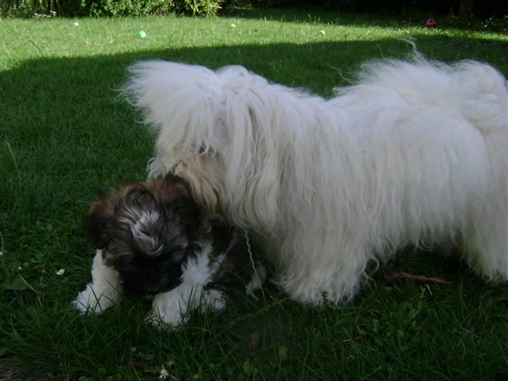 Bichon havanais Jabir's Danés Jalapeno - Du lugter anderledes Lauri - tror du skal vaskes  ;-) billede 15