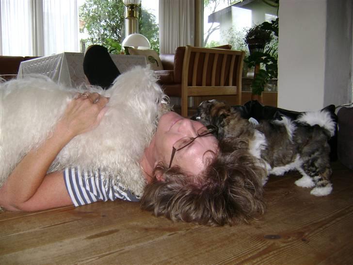 Bichon havanais Jabir's Danés Jalapeno - Weeee, ham den nye Lauri er ok! Nu kan vi nedlægge hende.... billede 16