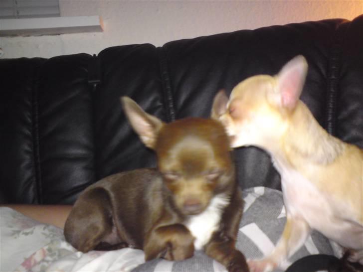 Chihuahua Solajma - Lucky og Solajma der  Hygger :)  billede 6