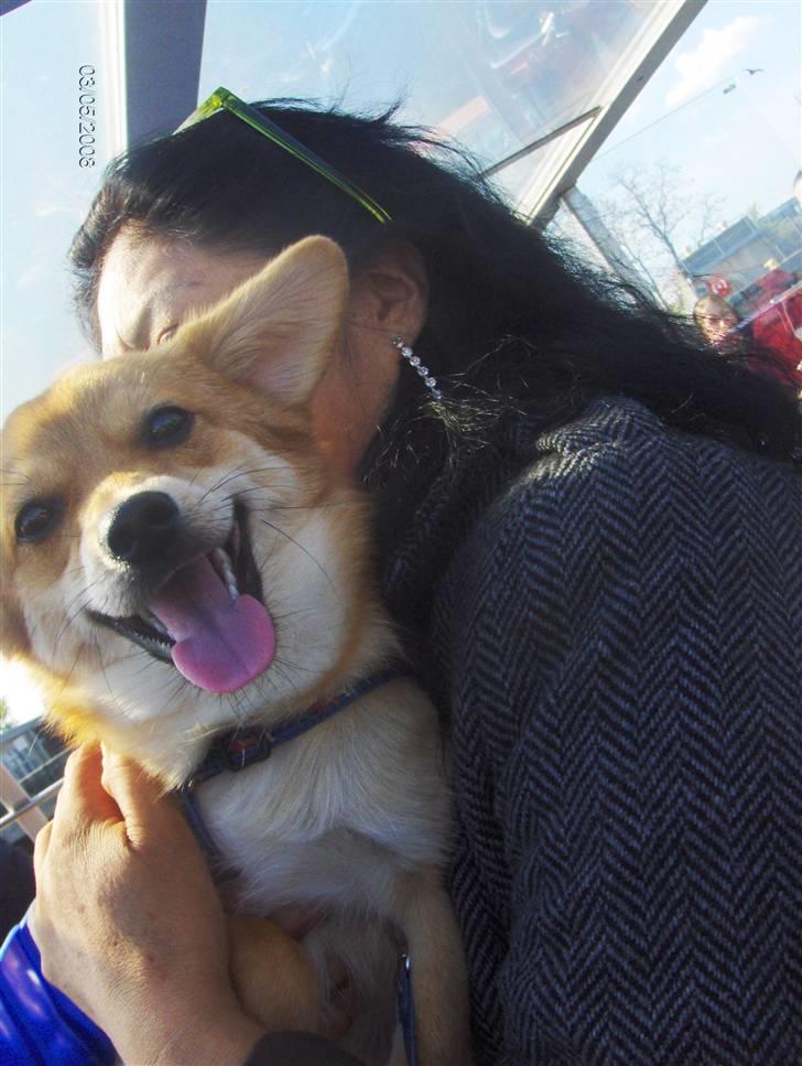 Blanding af racer Kenzo  billede 19