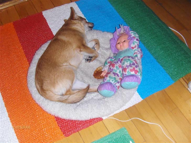 Blanding af racer Kenzo  - Lad os nu sove i fred... billede 20