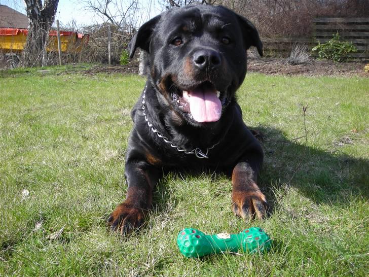 Rottweiler Guffi R.I.P 24-6-2010 - I haven (: billede 1