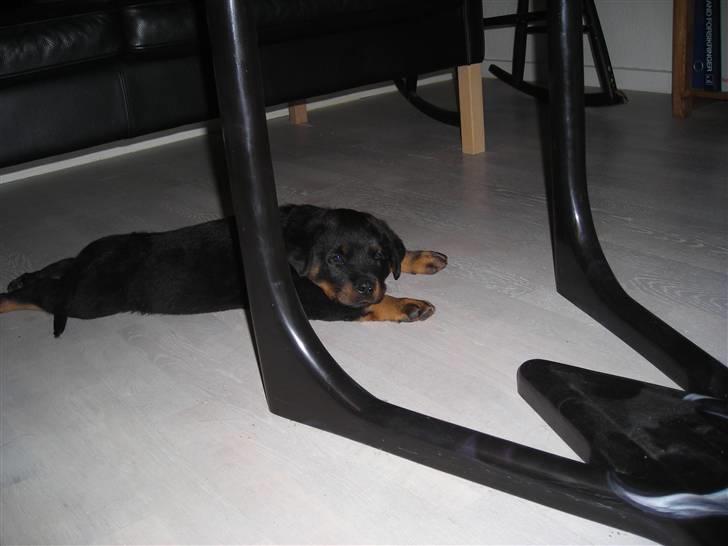 Rottweiler Guffi R.I.P 24-6-2010 billede 2