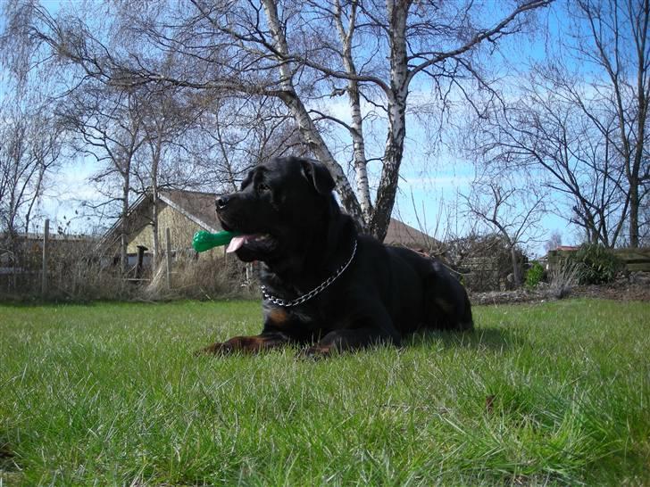 Rottweiler Guffi R.I.P 24-6-2010 billede 3