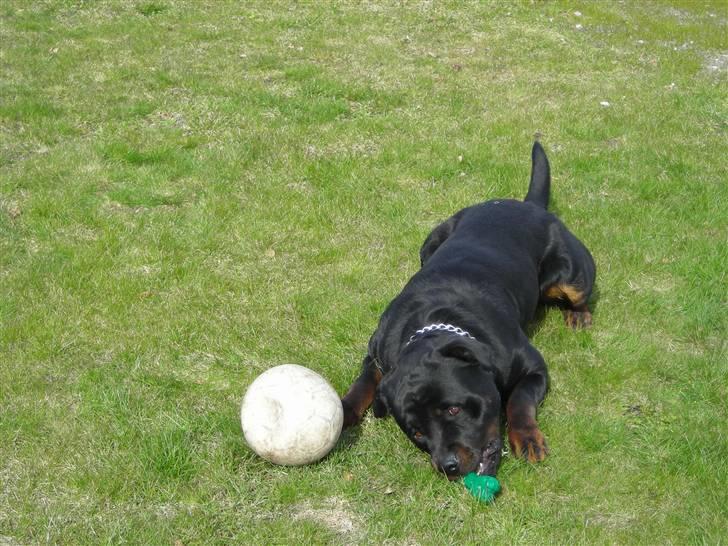 Rottweiler Guffi R.I.P 24-6-2010 billede 4