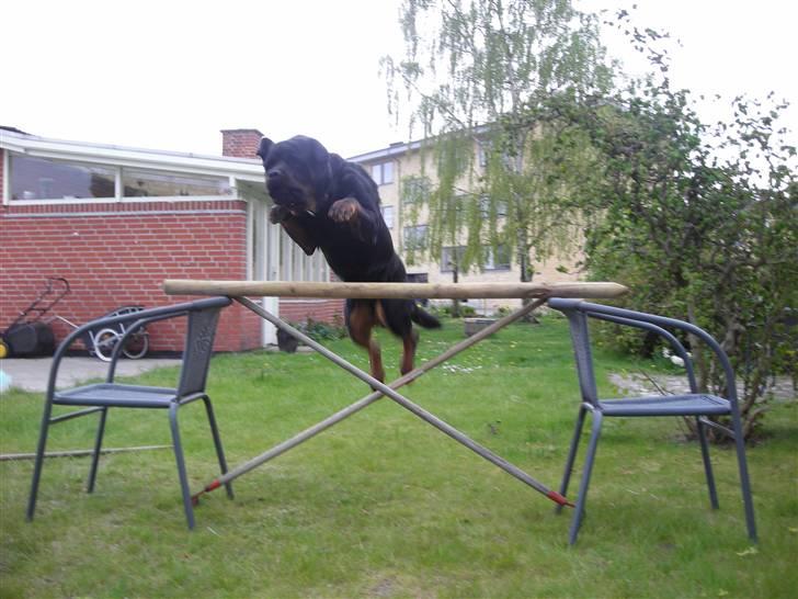 Rottweiler Guffi R.I.P 24-6-2010 - Uhh se hvad hunden kan :b billede 5