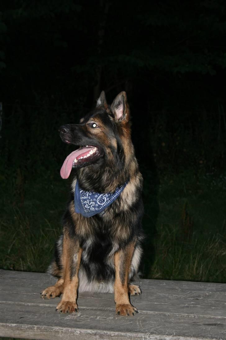 Schæferhund Bayogi´s Master - 14/8-08 billede 14