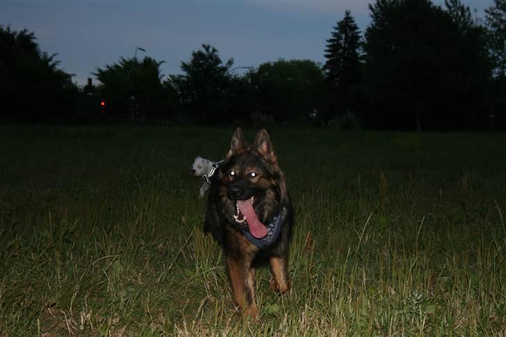 Schæferhund Bayogi´s Master - 14/08-08 billede 15