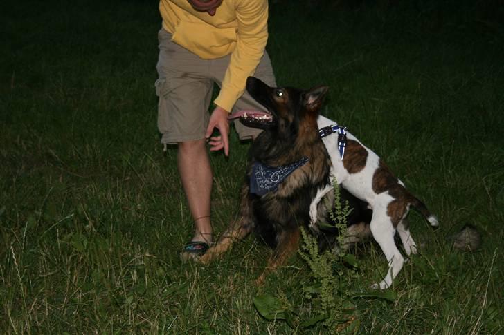 Schæferhund Bayogi´s Master - 14/08-08 Naboens hund er bare den bedste billede 16