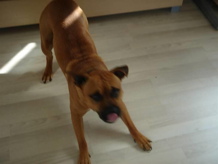 Amerikansk staffordshire terrier Cuda billede 12