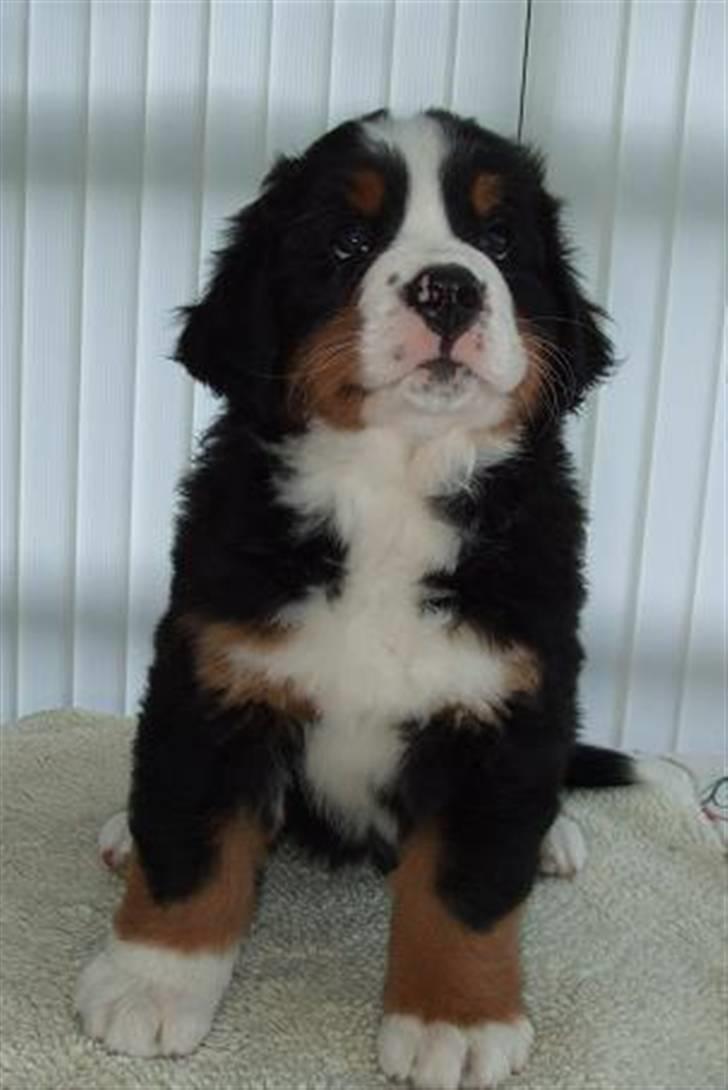 Berner sennenhund Lenesberner Twix - Her er hun 7 uger gammel - er hun ikke dejlig billede 1